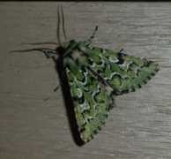 butterfliesandmoths.org Jocosa