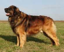 leonberger-bayern.de Jokkel