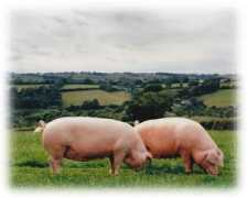 welshbloodstock.co.uk Jooney