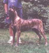 danesoflarchwood.com Jorivan