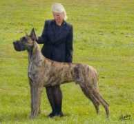 danesoflarchwood.com Jorivan