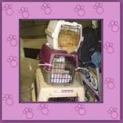 katzenhilfe-samtpfoetchen.de Joseppe