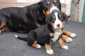 karhunkierros.nl Joseppe