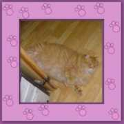 katzenhilfe-samtpfoetchen.de Joseppe