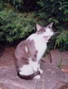 uruko.free.fr Jourdes