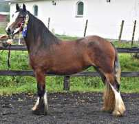 morkaskogs.se Jourie