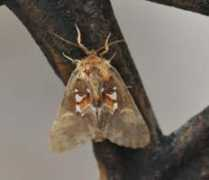 papillon-poitou-charentes.org Joussain
