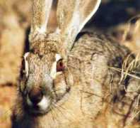 taxidermy.net Jrabbit