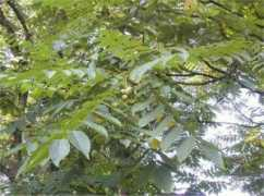 Juglans
