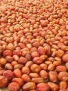 Jujube
