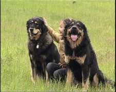 dogzer.com Jujuka