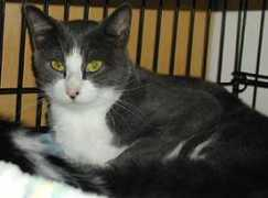 johnsoncountyhumane.org Julieanne