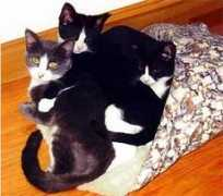 johnsoncountyhumane.org Julieanne