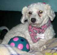 adoptamascota.com Julieto
