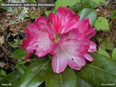 rosebay.org Julischka