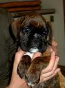 boxerland.de Julischka