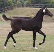 stallions-online.net Jurius