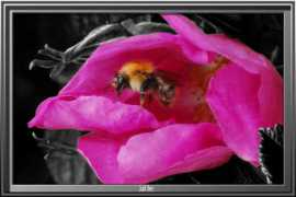 Justbee