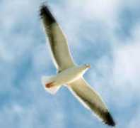 movimientogaviota.org Juvenilde