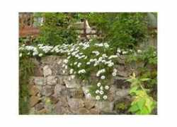 blog.milliyet.com.tr Kabaran