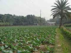 panoramio.com Kabirul