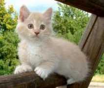 catster.com Kacius