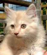 catster.com Kacius