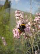 panoramio.com Kackini