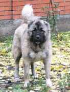 security-dog.org Kadriya