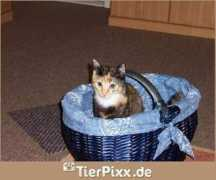 tierpixx.de Kaetzchen