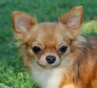 netta2112.narod.ru Kahelin