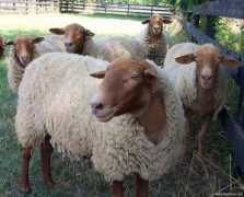 hayvanlar.org Kahverengi