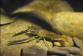 bunun.ks.edu.tw Kakalang