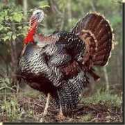 natuurinformatie.nl Kalkoen