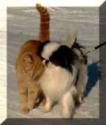 piaskennel.com Kallesson