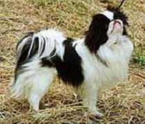 piaskennel.com Kallesson