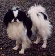 piaskennel.com Kallesson