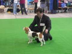 beaglezucht.at Kallida