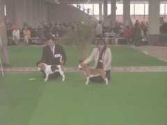 beaglezucht.at Kallida