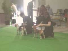 beaglezucht.at Kallida