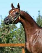 fairviewfarmarabians.com Kallora