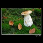 fotonomy.com Kalogeraki