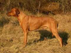 pit-sunny.xf.cz Kamadar