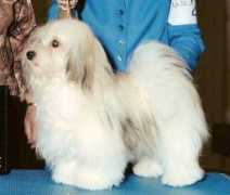 havanesegallery.hu Kamelott