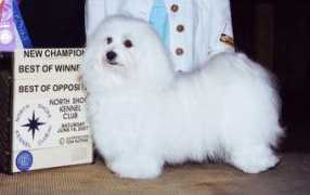 havanesegallery.hu Kamelott