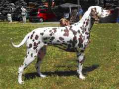 dalmatian.ru Kanberi