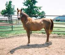 hoofbeats-in-heaven.com Kanella