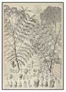 stuartxchange.com Kangai