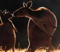 ssrsbstaff.ednet.ns.ca Kangars