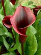 deeproot.co.uk Kapiteyn